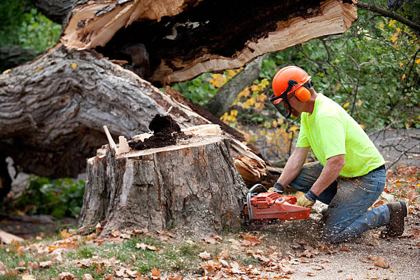  Portage, IN Tree Services Pros