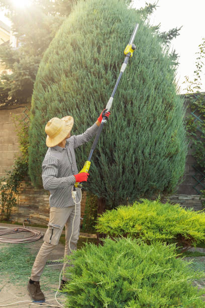 Best Sod Installation  in Portage, IN